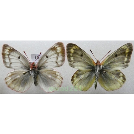 Colias phicomone (Esper, 1780) pair Austria16
